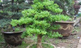 小叶黄杨养殖方法 小叶黄杨盆景价格