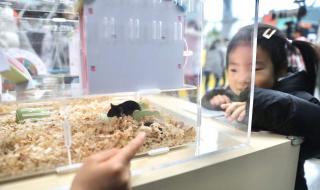 嫌肥挑瘦是什么生肖 嫌肥挑瘦是什么生肖