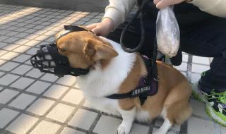 社区禁止养狗引质疑