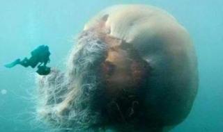 最大的水母 最大的水母