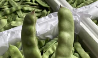 九月青豆角产自哪里 九月青豆角产自哪里