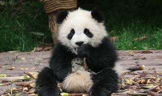 有关大熊猫的图片