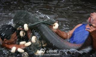 大侦探怪兽之谜全集 大侦探怪兽之谜全集